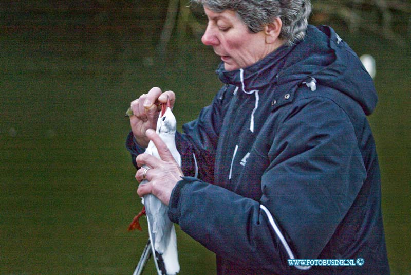 15020805.jpg - FOTOOPDRACHT:Dordrecht:08-02-2015:Een  brandweer duiker heeft aan het begin van zondagavond een meerkoetje gered in de vijver aan het Selma lagerlof-erf die verstrik zat in een vis tuigje met een dobber, dat ook vast kwam te zitten in een tak die over de vijver groeiden. De dieren ambulance naam de meerkoet mee, zo op het eerste gezicht maakte de meerkoek het goed maar moest het vistuigje nog wel uit de vleugels geknoopt worden voor hij weer terug de natuur in kan. Helaas komt het vaker voor dat kinderen of volwassenen die vissen tuigjes in het water achterlaten waar dan vogels soms met de dood in verstrikt raken.  Deze digitale foto blijft eigendom van FOTOPERSBURO BUSINK. Wij hanteren de voorwaarden van het N.V.F. en N.V.J. Gebruik van deze foto impliceert dat u bekend bent  en akkoord gaat met deze voorwaarden bij publicatie.EB/ETIENNE BUSINK