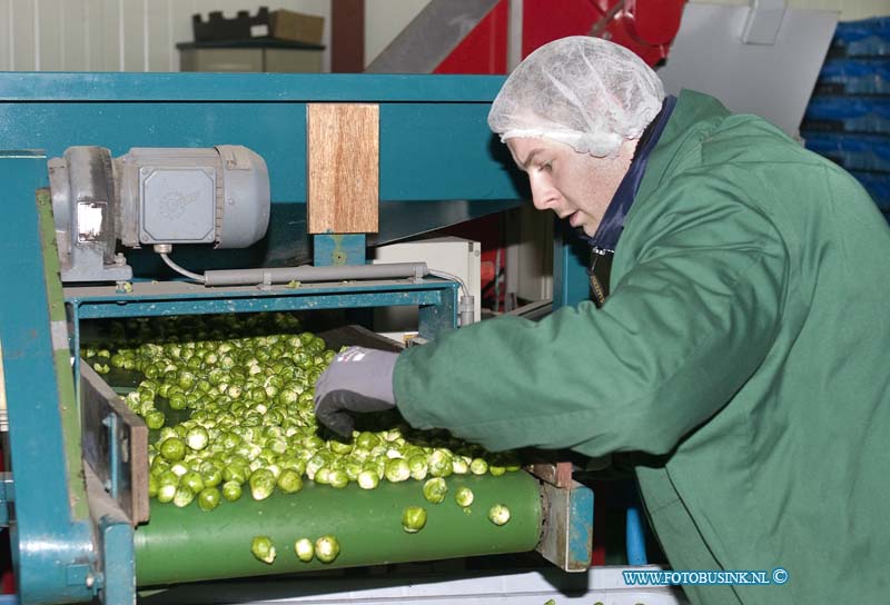 15022401.jpg - FOTOOPDRACHT:Heinenoord:24-02-2015:Het sorteren van spruiten door werknemmers bij Van Oers United, Vestiging Zomerlandseweg 1 Heinenoord. Mensen in actie en met het product in beeld.Deze digitale foto blijft eigendom van FOTOPERSBURO BUSINK. Wij hanteren de voorwaarden van het N.V.F. en N.V.J. Gebruik van deze foto impliceert dat u bekend bent  en akkoord gaat met deze voorwaarden bij publicatie.EB/ETIENNE BUSINK