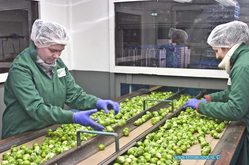 15022402.jpg - FOTOOPDRACHT:Heinenoord:24-02-2015:Het sorteren van spruiten door werknemmers bij Van Oers United, Vestiging Zomerlandseweg 1 Heinenoord. Mensen in actie en met het product in beeld.Deze digitale foto blijft eigendom van FOTOPERSBURO BUSINK. Wij hanteren de voorwaarden van het N.V.F. en N.V.J. Gebruik van deze foto impliceert dat u bekend bent  en akkoord gaat met deze voorwaarden bij publicatie.EB/ETIENNE BUSINK