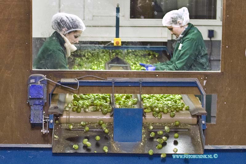 15022404.jpg - FOTOOPDRACHT:Heinenoord:24-02-2015:Het sorteren van spruiten door werknemmers bij Van Oers United, Vestiging Zomerlandseweg 1 Heinenoord. Mensen in actie en met het product in beeld.Deze digitale foto blijft eigendom van FOTOPERSBURO BUSINK. Wij hanteren de voorwaarden van het N.V.F. en N.V.J. Gebruik van deze foto impliceert dat u bekend bent  en akkoord gaat met deze voorwaarden bij publicatie.EB/ETIENNE BUSINK