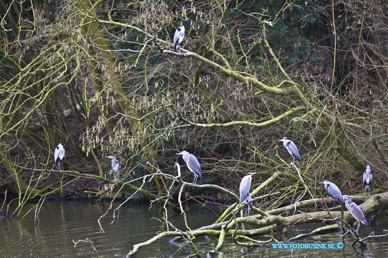 16020107.jpg - ZWIJNDRECHT 01 Februari 2016 Aan de Develsingel Hebben deze groep Blauwe reigers een familie bijeenkomst, het onderwerp is welk jaar getijde is het nu eigenlijk? Gezellig met zijn alle op een boom takt net boven het water van de hoge Devel. Zelden ziet men er zoveel bij elkaar. Deze digitale foto blijft eigendom van FOTOPERSBURO BUSINK. Wij hanteren de voorwaarden van het N.V.F. en N.V.J. Gebruik van deze foto impliceert dat u bekend bent  en akkoord gaat met deze voorwaarden bij publicatie.EB/ETIENNE BUSINK