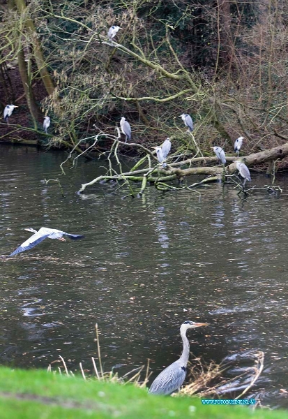 16020108.jpg - ZWIJNDRECHT 01 Februari 2016 Aan de Develsingel Hebben deze groep Blauwe reigers een familie bijeenkomst, het onderwerp is welk jaar getijde is het nu eigenlijk? Gezellig met zijn alle op een boom takt net boven het water van de hoge Devel. Zelden ziet men er zoveel bij elkaar. Deze digitale foto blijft eigendom van FOTOPERSBURO BUSINK. Wij hanteren de voorwaarden van het N.V.F. en N.V.J. Gebruik van deze foto impliceert dat u bekend bent  en akkoord gaat met deze voorwaarden bij publicatie.EB/ETIENNE BUSINK