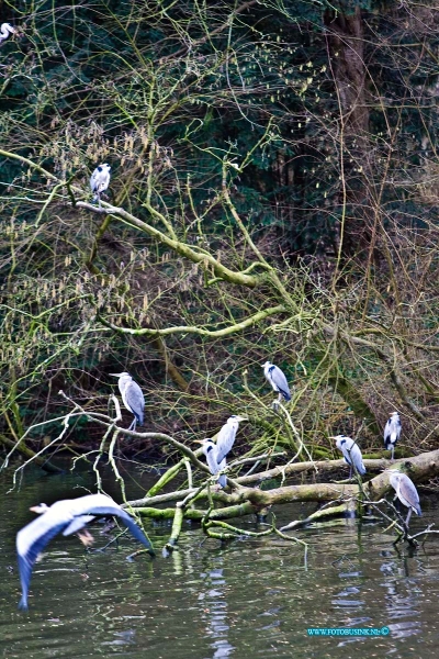 16020109.jpg - ZWIJNDRECHT 01 Februari 2016 Aan de Develsingel Hebben deze  groep Blauwe reigers een familie bijeenkomst, het onderwerp is welk jaar getijde is het nu eigenlijk? Gezellig met zijn alle op een boom takt net boven het water van de hoge Devel. Zelden ziet men er zoveel bij elkaar. Deze digitale foto blijft eigendom van FOTOPERSBURO BUSINK. Wij hanteren de voorwaarden van het N.V.F. en N.V.J. Gebruik van deze foto impliceert dat u bekend bent  en akkoord gaat met deze voorwaarden bij publicatie.EB/ETIENNE BUSINK