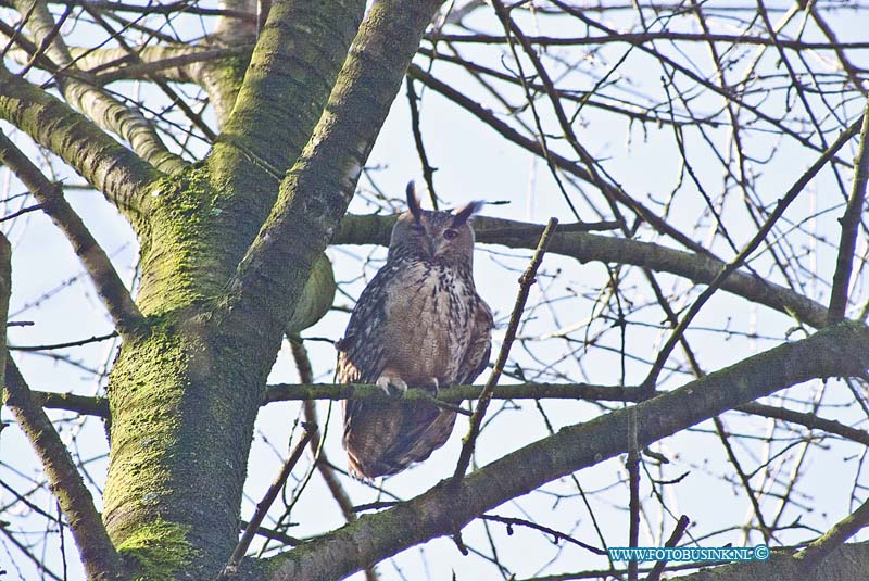 160219562.jpg - DORDRECHT - Op vrijdag 19 februari 2016 is er op de nacht van donderdag op vrijdag iemand over het hek van de vogel opvang en kwekerij gekloimen en heeft daar het hok van de oehoeuil geopend.De uil vloog vanuit zijn hok in een boom van ongeveer tien meter en kwam er niet meer uit.Toen vanmorgen de eigenaar Remco naar de kwekerij kwam zafg hij dat het hok open was gezet.In het hok zit nog een andere uil die zit te broeden op het nest.Als de uil niet terug komt zal het slecht aflopen voor de uil en het nestje want die worden dan niet meer gevoederd door de mannnetjes uil die in de boom zit.De dierenambulance, de politie , de brandweer en een boomploeg van de gemeente waren aanwezig om het dier te vangen.De brandweer kon er niet bij met de hoogwerker vanwege de zachte onder grond in het park.Toen de boomdienst in de boom klom vloog de uil weg.Vorig jaar is het zelfde gebeurd en was de eigenaar een ander uil kwijt.Het is nu wachten tot de uil hopend terug naar huis vliegtDeze digitale foto blijft eigendom van FOTOPERSBURO BUSINK. Wij hanteren de voorwaarden van het N.V.F. en N.V.J. Gebruik van deze foto impliceert dat u bekend bent  en akkoord gaat met deze voorwaarden bij publicatie.EB/ETIENNE BUSINK