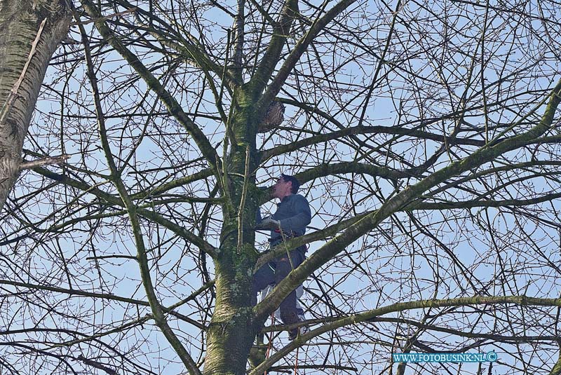 160219586.jpg - DORDRECHT - Op vrijdag 19 februari 2016 is er op de nacht van donderdag op vrijdag iemand over het hek van de vogel opvang en kwekerij gekloimen en heeft daar het hok van de oehoeuil geopend.De uil vloog vanuit zijn hok in een boom van ongeveer tien meter en kwam er niet meer uit.Toen vanmorgen de eigenaar Remco naar de kwekerij kwam zafg hij dat het hok open was gezet.In het hok zit nog een andere uil die zit te broeden op het nest.Als de uil niet terug komt zal het slecht aflopen voor de uil en het nestje want die worden dan niet meer gevoederd door de mannnetjes uil die in de boom zit.De dierenambulance, de politie , de brandweer en een boomploeg van de gemeente waren aanwezig om het dier te vangen.De brandweer kon er niet bij met de hoogwerker vanwege de zachte onder grond in het park.Toen de boomdienst in de boom klom vloog de uil weg.Vorig jaar is het zelfde gebeurd en was de eigenaar een ander uil kwijt.Het is nu wachten tot de uil hopend terug naar huis vliegtDeze digitale foto blijft eigendom van FOTOPERSBURO BUSINK. Wij hanteren de voorwaarden van het N.V.F. en N.V.J. Gebruik van deze foto impliceert dat u bekend bent  en akkoord gaat met deze voorwaarden bij publicatie.EB/ETIENNE BUSINK