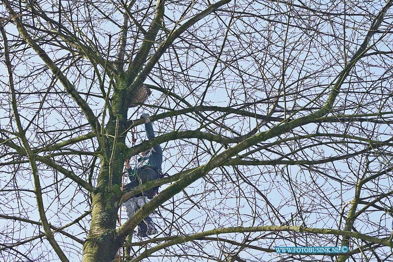 160219593.jpg - DORDRECHT - Op vrijdag 19 februari 2016 is er op de nacht van donderdag op vrijdag iemand over het hek van de vogel opvang en kwekerij gekloimen en heeft daar het hok van de oehoeuil geopend.De uil vloog vanuit zijn hok in een boom van ongeveer tien meter en kwam er niet meer uit.Toen vanmorgen de eigenaar Remco naar de kwekerij kwam zafg hij dat het hok open was gezet.In het hok zit nog een andere uil die zit te broeden op het nest.Als de uil niet terug komt zal het slecht aflopen voor de uil en het nestje want die worden dan niet meer gevoederd door de mannnetjes uil die in de boom zit.De dierenambulance, de politie , de brandweer en een boomploeg van de gemeente waren aanwezig om het dier te vangen.De brandweer kon er niet bij met de hoogwerker vanwege de zachte onder grond in het park.Toen de boomdienst in de boom klom vloog de uil weg.Vorig jaar is het zelfde gebeurd en was de eigenaar een ander uil kwijt.Het is nu wachten tot de uil hopend terug naar huis vliegtDeze digitale foto blijft eigendom van FOTOPERSBURO BUSINK. Wij hanteren de voorwaarden van het N.V.F. en N.V.J. Gebruik van deze foto impliceert dat u bekend bent  en akkoord gaat met deze voorwaarden bij publicatie.EB/ETIENNE BUSINK