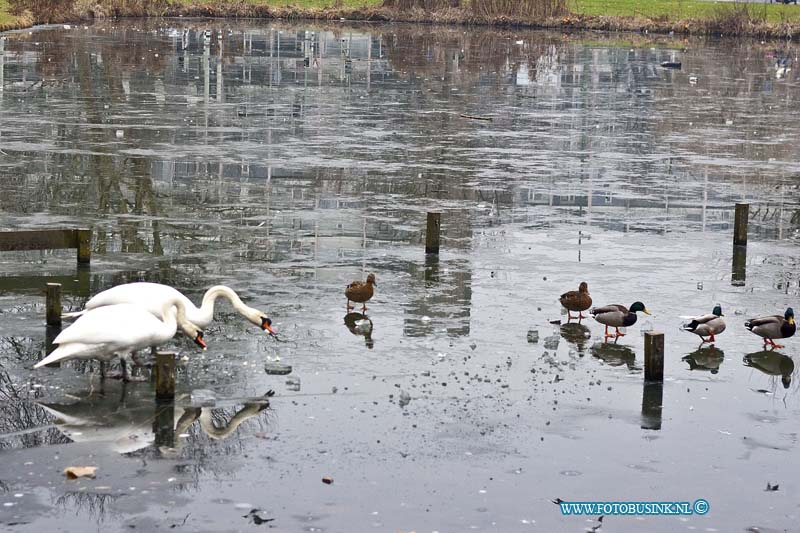 170123541.jpg - DORDRECHT - Op maandag 23 januari 2017 lopen de zwanen en eendjes op het ijs in de bevroren vijver aan de galileilaan in Dordrecht.Deze digitale foto blijft eigendom van FOTOPERSBURO BUSINK. Wij hanteren de voorwaarden van het N.V.F. en N.V.J. Gebruik van deze foto impliceert dat u bekend bent  en akkoord gaat met deze voorwaarden bij publicatie.EB/ETIENNE BUSINK