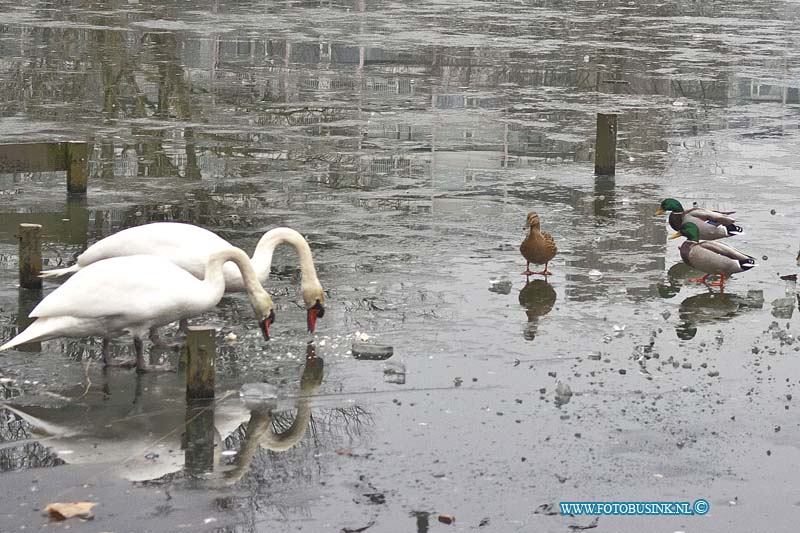 170123544.jpg - DORDRECHT - Op maandag 23 januari 2017 lopen de zwanen en eendjes op het ijs in de bevroren vijver aan de galileilaan in Dordrecht.Deze digitale foto blijft eigendom van FOTOPERSBURO BUSINK. Wij hanteren de voorwaarden van het N.V.F. en N.V.J. Gebruik van deze foto impliceert dat u bekend bent  en akkoord gaat met deze voorwaarden bij publicatie.EB/ETIENNE BUSINK