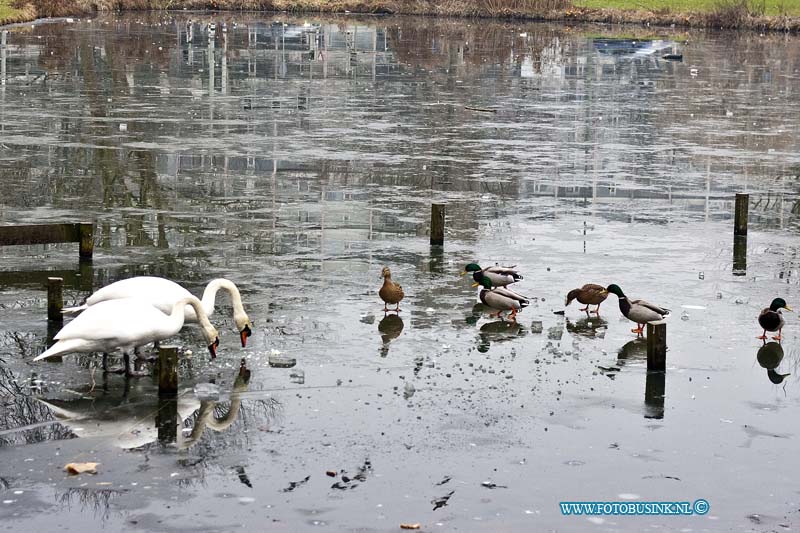 170123545.jpg - DORDRECHT - Op maandag 23 januari 2017 lopen de zwanen en eendjes op het ijs in de bevroren vijver aan de galileilaan in Dordrecht.Deze digitale foto blijft eigendom van FOTOPERSBURO BUSINK. Wij hanteren de voorwaarden van het N.V.F. en N.V.J. Gebruik van deze foto impliceert dat u bekend bent  en akkoord gaat met deze voorwaarden bij publicatie.EB/ETIENNE BUSINK