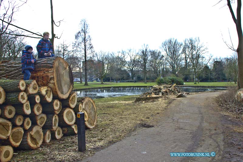 17012801.jpg - DORDRECHT:28 Januari 2017: Deze week zijn er enkele zeer grote en oude bomen gekapt in het Weizigtpark. Volgens een voorbijganger kon je aan de natte plekken in het hout zien dat ze ziek waren.vandaag waren de bomen het decor van kind en fotogravende moedes en oma's.Deze digitale foto blijft eigendom van FOTOPERSBURO BUSINK. Wij hanteren de voorwaarden van het N.V.F. en N.V.J. Gebruik van deze foto impliceert dat u bekend bent  en akkoord gaat met deze voorwaarden bij publicatie.EB/ETIENNE BUSINK