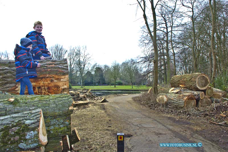 17012802.jpg - DORDRECHT:28 Januari 2017: Deze week zijn er enkele zeer grote en oude bomen gekapt in het Weizigtpark. Volgens een voorbijganger kon je aan de natte plekken in het hout zien dat ze ziek waren.vandaag waren de bomen het decor van kind en fotogravende moedes en oma's.Deze digitale foto blijft eigendom van FOTOPERSBURO BUSINK. Wij hanteren de voorwaarden van het N.V.F. en N.V.J. Gebruik van deze foto impliceert dat u bekend bent  en akkoord gaat met deze voorwaarden bij publicatie.EB/ETIENNE BUSINK