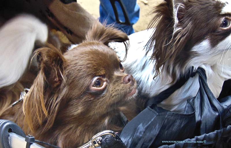 15030813.jpg - FOTOOPDRACHT:Prinsenbeek:08-03-2015:Zondagmiddag was de 8e Chique Chihuahua Day in Manege Overbos in Prinsenbeek. Diverset keuringen, fotosessies en vele stands met artikelen voor deze hondjes.Deze digitale foto blijft eigendom van FOTOPERSBURO BUSINK. Wij hanteren de voorwaarden van het N.V.F. en N.V.J. Gebruik van deze foto impliceert dat u bekend bent  en akkoord gaat met deze voorwaarden bij publicatie.EB/ETIENNE BUSINK