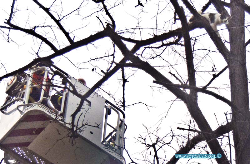 15031501.jpg - FOTOOPDRACHT:Zwijndrecht:15-03-2015:ZWIJNDRECHT - Zondagmiddag 15 maart 2015 Is de hulp van de Brandweer ingeroepen voor het redden van een kat aan de Primulastraat in Zwijndrecht. De eigenaar van de Kat was zijn dier al enige dagen kwijt en nadat hij tijdens een wandeling zijn kat in de boom zag zitten van 15 meter hoogte.  De ladder ging omhoog richting de kat en sprong uit de boom en werd opgevangen door de eigenaar.Deze digitale foto blijft eigendom van FOTOPERSBURO BUSINK. Wij hanteren de voorwaarden van het N.V.F. en N.V.J. Gebruik van deze foto impliceert dat u bekend bent  en akkoord gaat met deze voorwaarden bij publicatie.EB/ETIENNE BUSINK