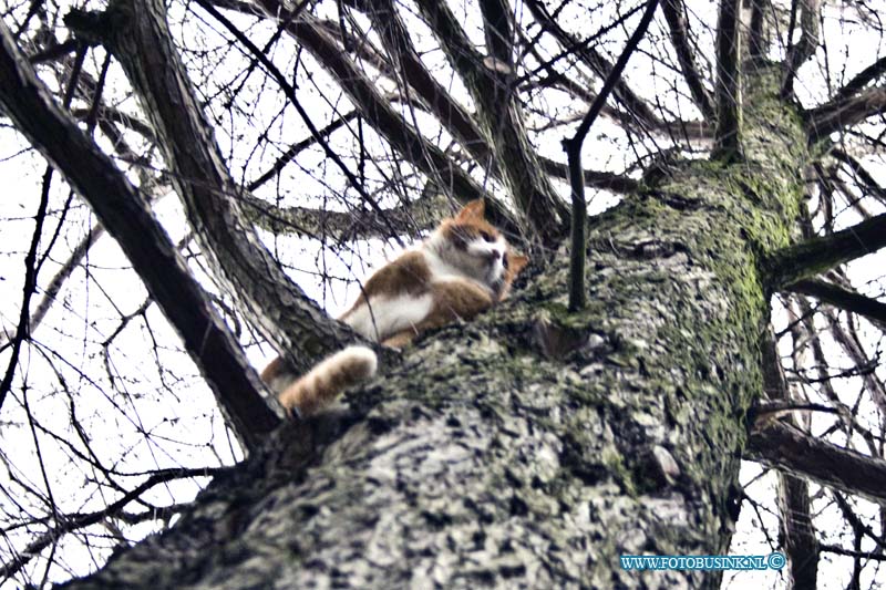 16030201.jpg - DORDRECHT 02 Maart 2016 Woensdag middag ontdekte mensen een poes in nood in een grote boom langs de nassuaweg, Enkelen buurtbewoners met een lange ladder hebben een poes die op grote hoogte in de boom zat met gevaar voor hen zelf gered. De poes was van een buurt genoot en ging er als een haas van door richt zijn huisje en baasje nadat hij uit de boom op de grond was gezet. Deze digitale foto blijft eigendom van FOTOPERSBURO BUSINK. Wij hanteren de voorwaarden van het N.V.F. en N.V.J. Gebruik van deze foto impliceert dat u bekend bent  en akkoord gaat met deze voorwaarden bij publicatie.EB/ETIENNE BUSINK