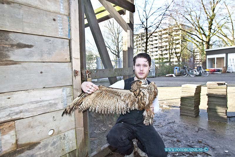 160303500.jpg - DORDRECHT - Op donderdag 3 februari 2016 is de vermiste Oehoe die door vreemde was vrij gelaten nadat ze het hok van de uil open hadden gezet nadat ze over het hek van de vogelopvang waren geklomen.Remco eigenaar van de vogelopvang waar de Oehoe thuis hoort is reuze blij dat zijn uil weer terecht is.Op donderdag kreeg hij een tip van iemand dat de Oehoe was gezien in een parkje achter de Stevensweg in Dordrecht.De Oehoe was flink verzwakt en liet zich deze keer makkelijk vangen.Afgelopen week waren al meerdere pogingen gedaan om de Oehoe te vangen.De Oehoe werd hier en daar wel gezien maar liet zich niet vangen.De oehoe werd afgelopen week in week en dagbladen genoemd met de oproep of iemand de uil had gezien.Dat heeft uiteindelijk zijn vruchten afgeworpen en de Oehoe is weer thuis.Deze digitale foto blijft eigendom van FOTOPERSBURO BUSINK. Wij hanteren de voorwaarden van het N.V.F. en N.V.J. Gebruik van deze foto impliceert dat u bekend bent  en akkoord gaat met deze voorwaarden bij publicatie.EB/ETIENNE BUSINK