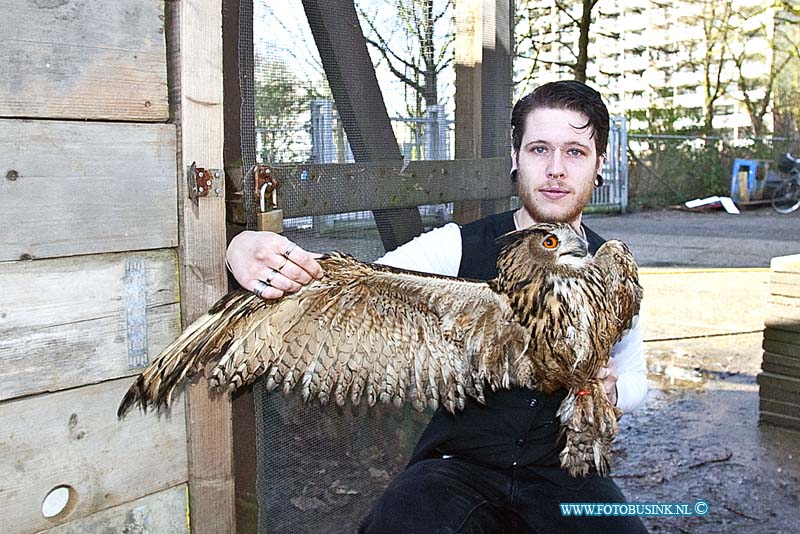 160303501.jpg - DORDRECHT - Op donderdag 3 februari 2016 is de vermiste Oehoe die door vreemde was vrij gelaten nadat ze het hok van de uil open hadden gezet nadat ze over het hek van de vogelopvang waren geklomen.Remco eigenaar van de vogelopvang waar de Oehoe thuis hoort is reuze blij dat zijn uil weer terecht is.Op donderdag kreeg hij een tip van iemand dat de Oehoe was gezien in een parkje achter de Stevensweg in Dordrecht.De Oehoe was flink verzwakt en liet zich deze keer makkelijk vangen.Afgelopen week waren al meerdere pogingen gedaan om de Oehoe te vangen.De Oehoe werd hier en daar wel gezien maar liet zich niet vangen.De oehoe werd afgelopen week in week en dagbladen genoemd met de oproep of iemand de uil had gezien.Dat heeft uiteindelijk zijn vruchten afgeworpen en de Oehoe is weer thuis.Deze digitale foto blijft eigendom van FOTOPERSBURO BUSINK. Wij hanteren de voorwaarden van het N.V.F. en N.V.J. Gebruik van deze foto impliceert dat u bekend bent  en akkoord gaat met deze voorwaarden bij publicatie.EB/ETIENNE BUSINK