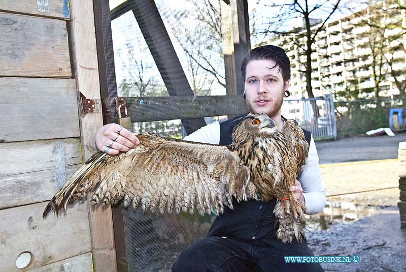 160303504.jpg - DORDRECHT - Op donderdag 3 februari 2016 is de vermiste Oehoe die door vreemde was vrij gelaten nadat ze het hok van de uil open hadden gezet nadat ze over het hek van de vogelopvang waren geklomen.Remco eigenaar van de vogelopvang waar de Oehoe thuis hoort is reuze blij dat zijn uil weer terecht is.Op donderdag kreeg hij een tip van iemand dat de Oehoe was gezien in een parkje achter de Stevensweg in Dordrecht.De Oehoe was flink verzwakt en liet zich deze keer makkelijk vangen.Afgelopen week waren al meerdere pogingen gedaan om de Oehoe te vangen.De Oehoe werd hier en daar wel gezien maar liet zich niet vangen.De oehoe werd afgelopen week in week en dagbladen genoemd met de oproep of iemand de uil had gezien.Dat heeft uiteindelijk zijn vruchten afgeworpen en de Oehoe is weer thuis.Deze digitale foto blijft eigendom van FOTOPERSBURO BUSINK. Wij hanteren de voorwaarden van het N.V.F. en N.V.J. Gebruik van deze foto impliceert dat u bekend bent  en akkoord gaat met deze voorwaarden bij publicatie.EB/ETIENNE BUSINK