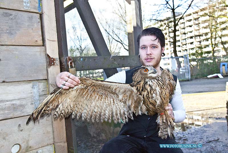 160303507.jpg - DORDRECHT - Op donderdag 3 februari 2016 is de vermiste Oehoe die door vreemde was vrij gelaten nadat ze het hok van de uil open hadden gezet nadat ze over het hek van de vogelopvang waren geklomen.Remco eigenaar van de vogelopvang waar de Oehoe thuis hoort is reuze blij dat zijn uil weer terecht is.Op donderdag kreeg hij een tip van iemand dat de Oehoe was gezien in een parkje achter de Stevensweg in Dordrecht.De Oehoe was flink verzwakt en liet zich deze keer makkelijk vangen.Afgelopen week waren al meerdere pogingen gedaan om de Oehoe te vangen.De Oehoe werd hier en daar wel gezien maar liet zich niet vangen.De oehoe werd afgelopen week in week en dagbladen genoemd met de oproep of iemand de uil had gezien.Dat heeft uiteindelijk zijn vruchten afgeworpen en de Oehoe is weer thuis.Deze digitale foto blijft eigendom van FOTOPERSBURO BUSINK. Wij hanteren de voorwaarden van het N.V.F. en N.V.J. Gebruik van deze foto impliceert dat u bekend bent  en akkoord gaat met deze voorwaarden bij publicatie.EB/ETIENNE BUSINK