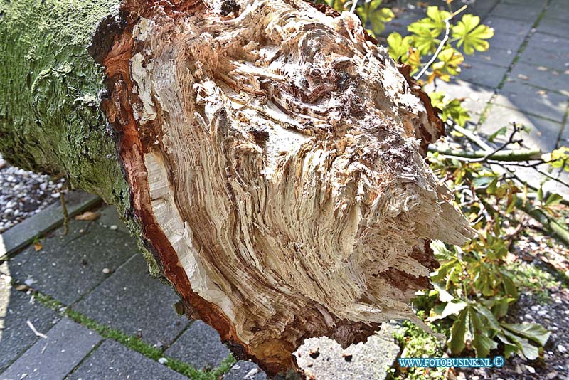 14090702.jpg - FOTOOPDRACHT:Papendrecht:07-09-2014:Een wandelaarster is zondagmorgen 7 september aan de dood ontsnapt. Met een enorme klap kwam een grote tak van een boom langs de Veerdam, vlak voor de vrouw naar beneden. De tak kwam bovenop een geparkeerd staande auto terecht. De eigenaar van de auto had vlak daarvoor nog iets uit zijn auto gepakt. De buurman is woedend over het gebeuren.  Ik heb in 2012 de Gemeente Papendrecht een brief geschreven en ze formeel aansprakelijk gesteld voor eventuele schade die zou kunnen ontstaan". ''Sommige bomen langs de Veerdam zijn levensgevaarlijk zijn, de mevrouw of mijn buurman hadden het vandaag bijna met dood moeten bekopen". De eiken langs de Veerdam zijn volgens de buurman aangetast door de 'bloedingsziekte'. Deze digitale foto blijft eigendom van FOTOPERSBURO BUSINK. Wij hanteren de voorwaarden van het N.V.F. en N.V.J. Gebruik van deze foto impliceert dat u bekend bent  en akkoord gaat met deze voorwaarden bij publicatie.EB/ETIENNE BUSINK