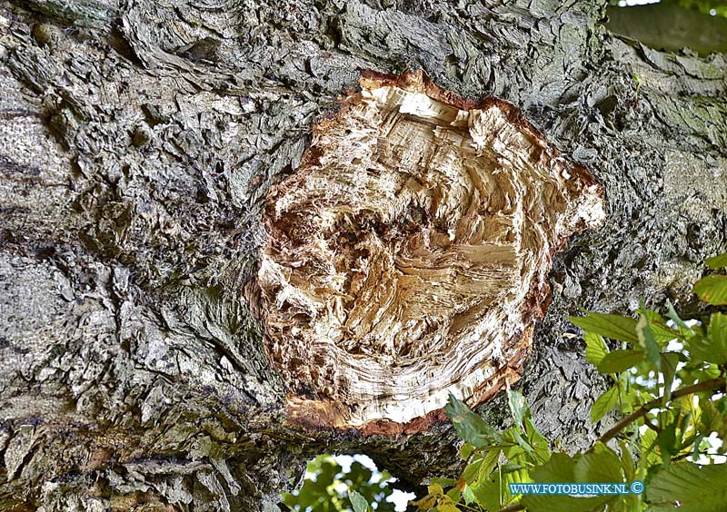 14090704.jpg - FOTOOPDRACHT:Papendrecht:07-09-2014:Een wandelaarster is zondagmorgen 7 september aan de dood ontsnapt. Met een enorme klap kwam een grote tak van een boom langs de Veerdam, vlak voor de vrouw naar beneden. De tak kwam bovenop een geparkeerd staande auto terecht. De eigenaar van de auto had vlak daarvoor nog iets uit zijn auto gepakt. De buurman is woedend over het gebeuren.  Ik heb in 2012 de Gemeente Papendrecht een brief geschreven en ze formeel aansprakelijk gesteld voor eventuele schade die zou kunnen ontstaan". ''Sommige bomen langs de Veerdam zijn levensgevaarlijk zijn, de mevrouw of mijn buurman hadden het vandaag bijna met dood moeten bekopen". De eiken langs de Veerdam zijn volgens de buurman aangetast door de 'bloedingsziekte'. Deze digitale foto blijft eigendom van FOTOPERSBURO BUSINK. Wij hanteren de voorwaarden van het N.V.F. en N.V.J. Gebruik van deze foto impliceert dat u bekend bent  en akkoord gaat met deze voorwaarden bij publicatie.EB/ETIENNE BUSINK